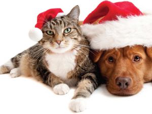 Cute-Holiday-Cat-and-Dog