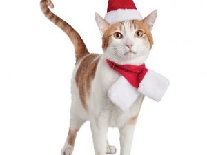 cat-christmas-hat-costume