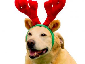 reindeer-dog-horns